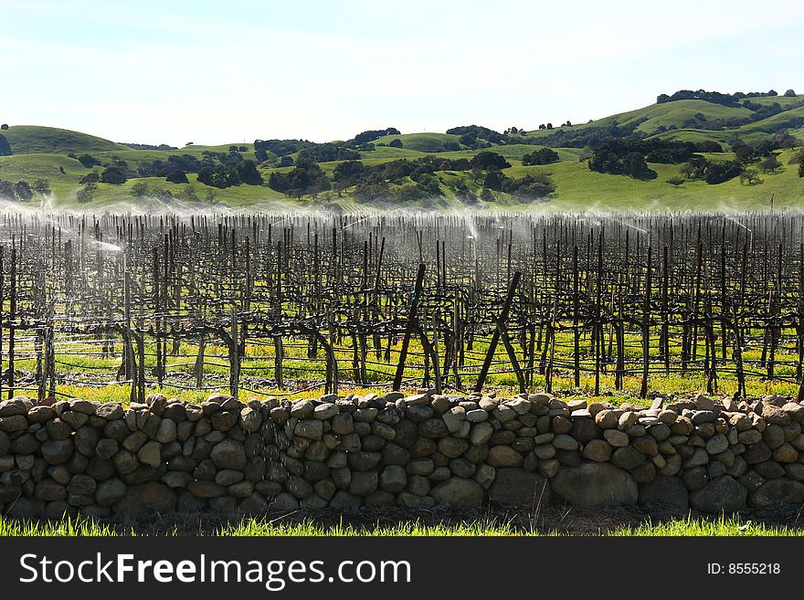 Watering Vines