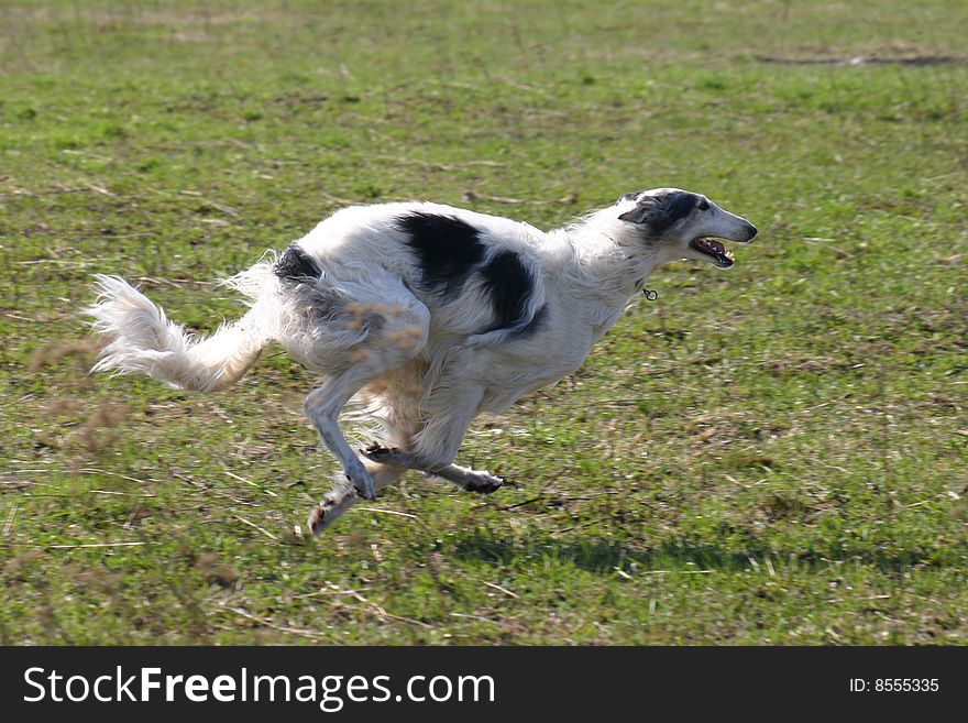 Russian borzoi - russian national breed. Russian wolfhound. Russian borzoi - russian national breed. Russian wolfhound.