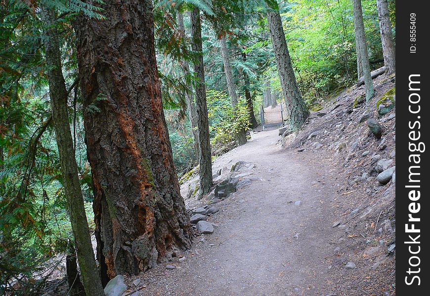 Path through the woods in a forest of very large trees. Path through the woods in a forest of very large trees