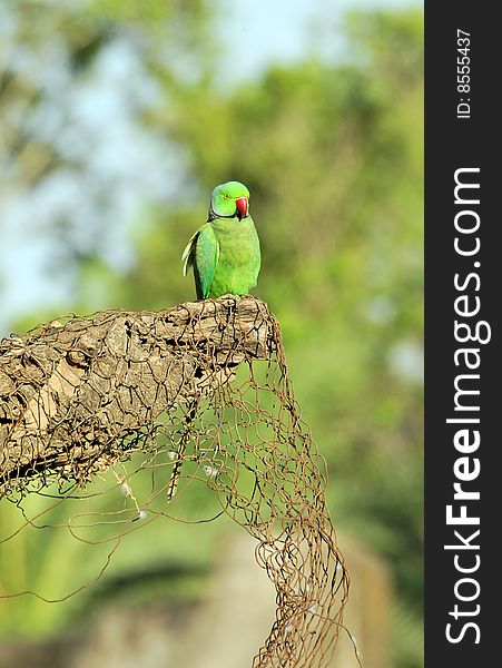 Green parrot looking great in sunny day.