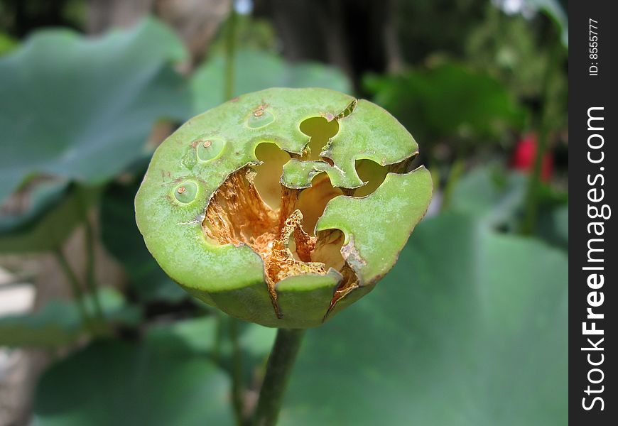 Speedpod of the lotus