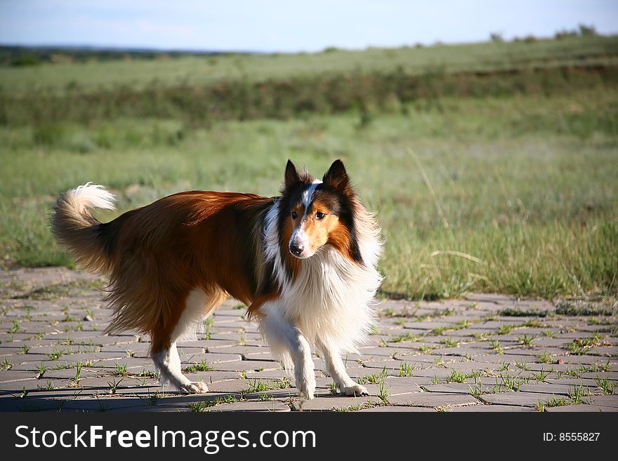 Beautiful Collie dog at outdoor.