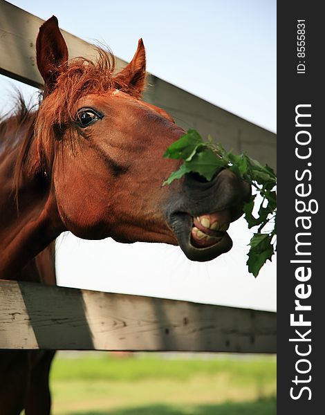 Close up photo of a horse. Close up photo of a horse.