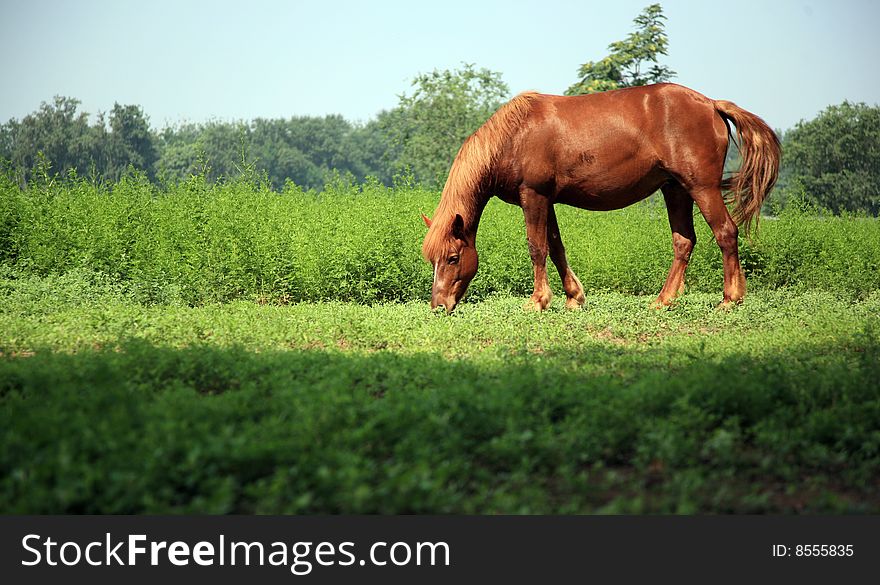 A grazing free-living horse. A grazing free-living horse