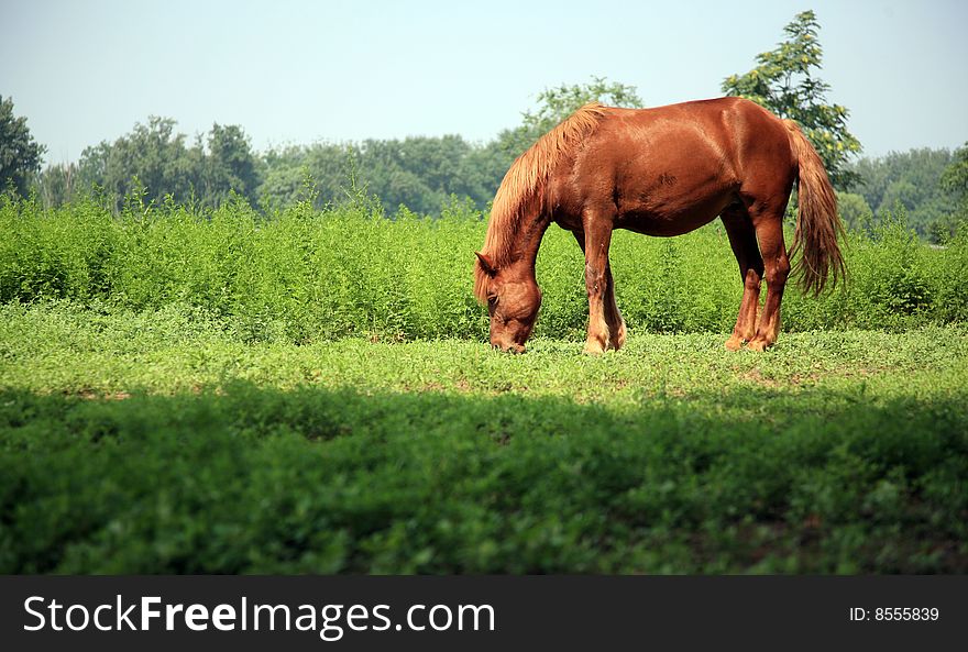 A grazing free-living horse. A grazing free-living horse