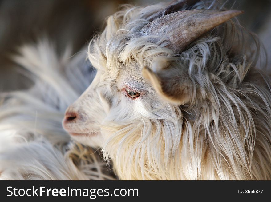 A head shot of a white goat.