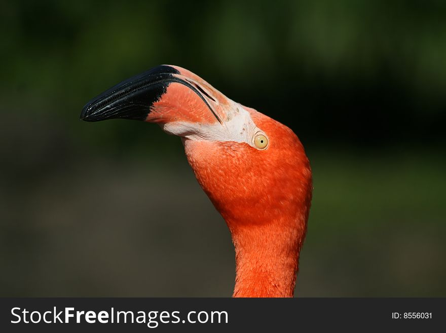 Phoenicopterus ruber ruber - Flamingo - portrait 1. Phoenicopterus ruber ruber - Flamingo - portrait 1