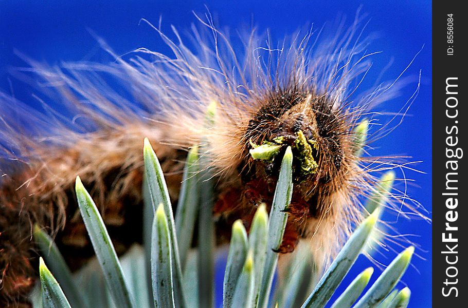 Gloveria caterpillar eating pine needles. Gloveria caterpillar eating pine needles