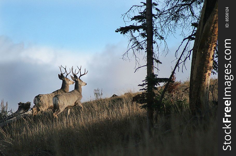 Two 4-point Mule Deer at sunset in Yellowstone Park. Two 4-point Mule Deer at sunset in Yellowstone Park.
