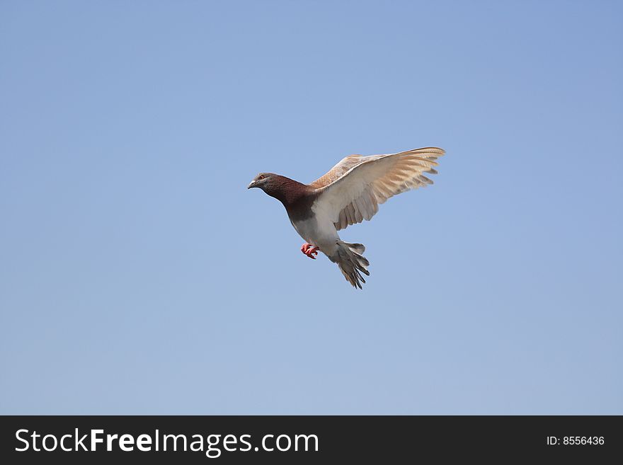 A flying white-brown pigeon with a blue sky. A flying white-brown pigeon with a blue sky