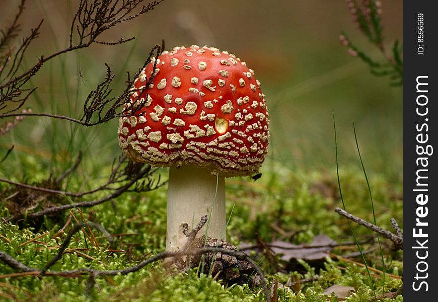 Fly agaric in pine forest Latvia
