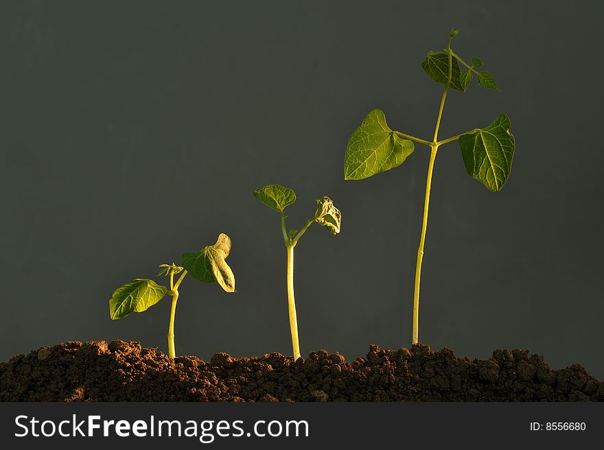 Three plant growing in earth, close up. Three plant growing in earth, close up