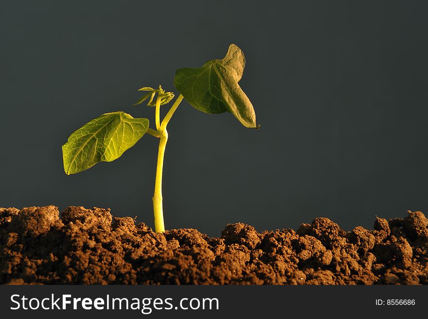 Plant Seedling