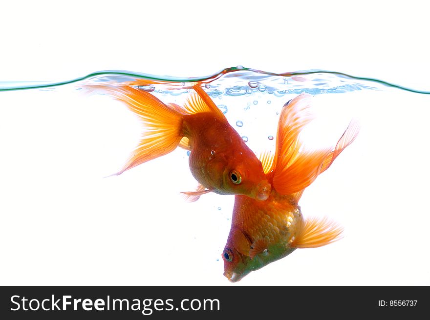 Two goldfish swimming in water on white background