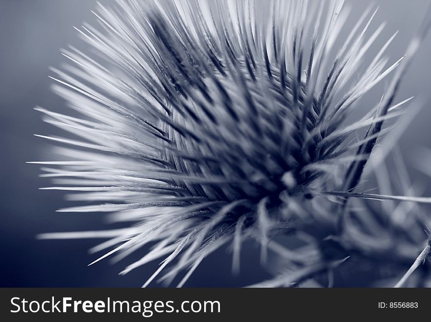 One macro grey thistle bur