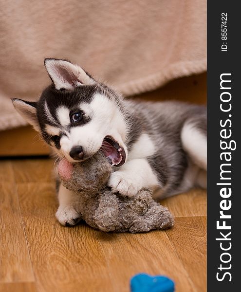Cute little puppy husky with toy