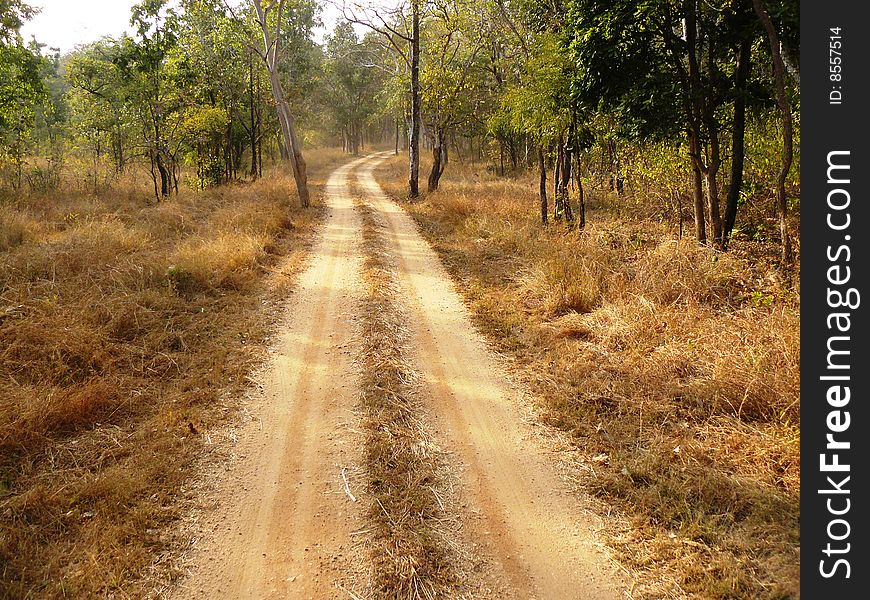 Road leading through forest in India. Road leading through forest in India