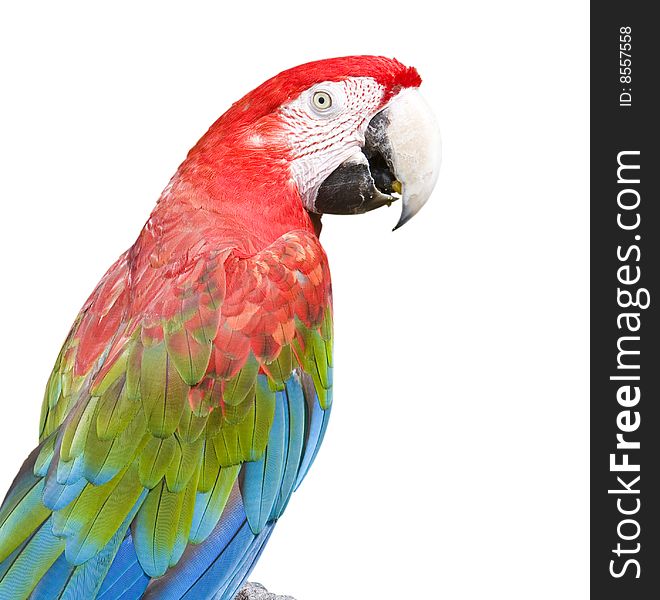 Macaw in front of a white background