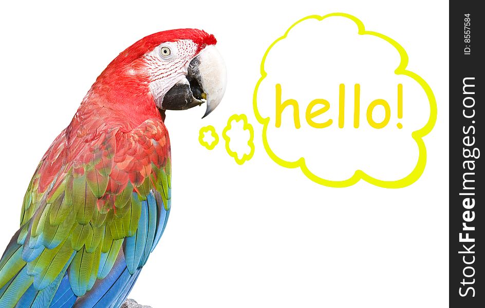 Macaw in front of a white background