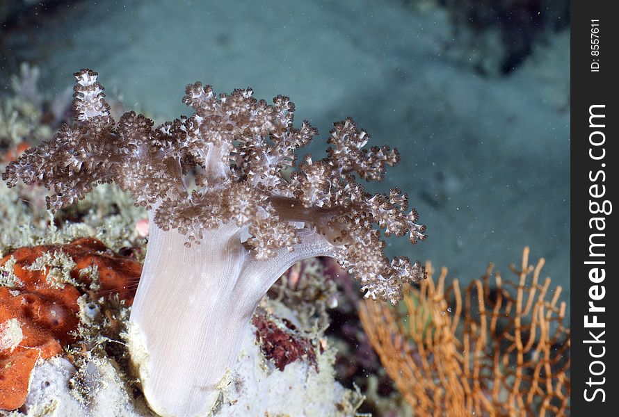 Underwater Malaysia near Mabul island. Underwater Malaysia near Mabul island