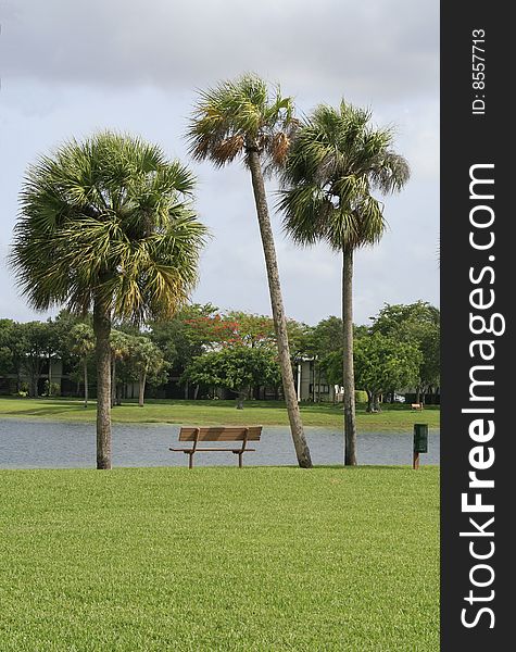 A park bench surrounded by three washingtonian palms at a lake in Kendale Lakes, Miami. A park bench surrounded by three washingtonian palms at a lake in Kendale Lakes, Miami