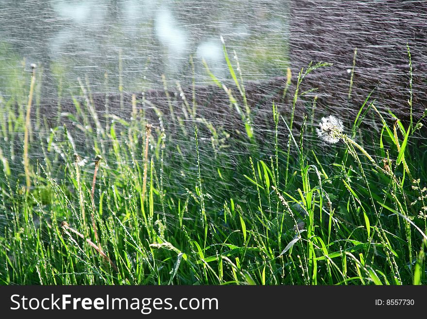 Spring grass under drops of water. Spring grass under drops of water