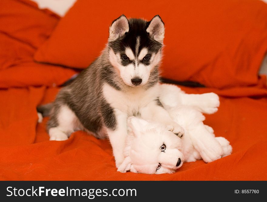 Cute puppy with toy on red