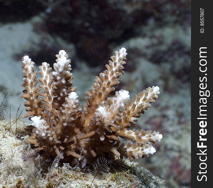 Underwater Malaysia near Mabul island. Underwater Malaysia near Mabul island