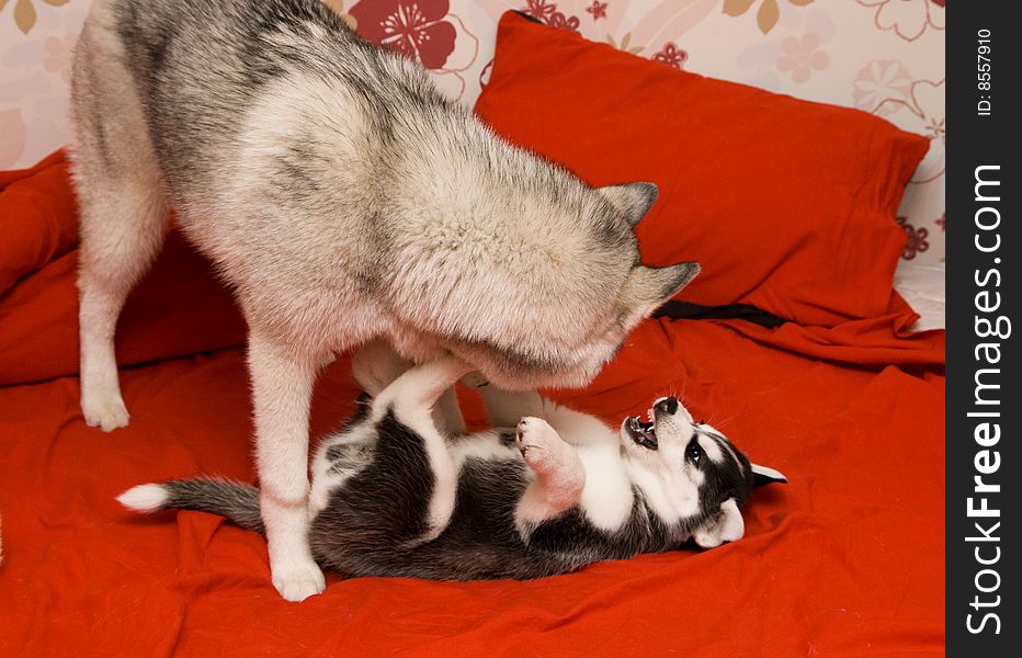 Adult dog playing with puppy