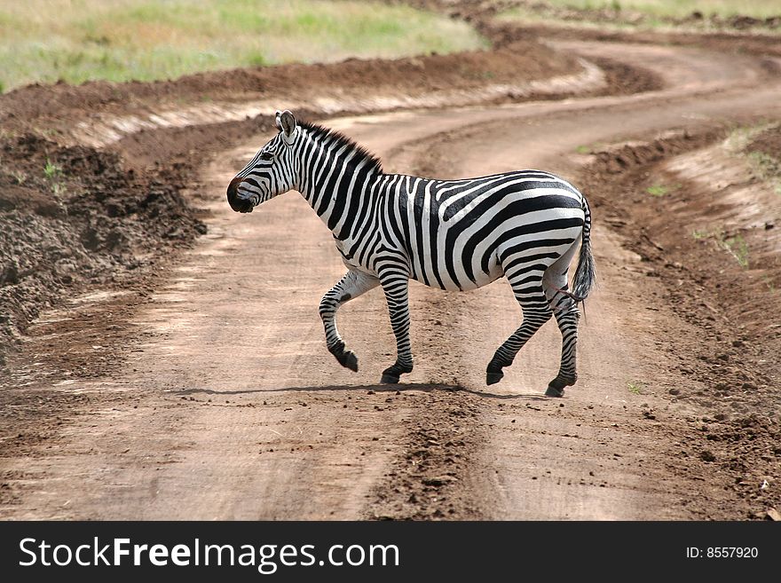 Running zebra on road, Tanzania