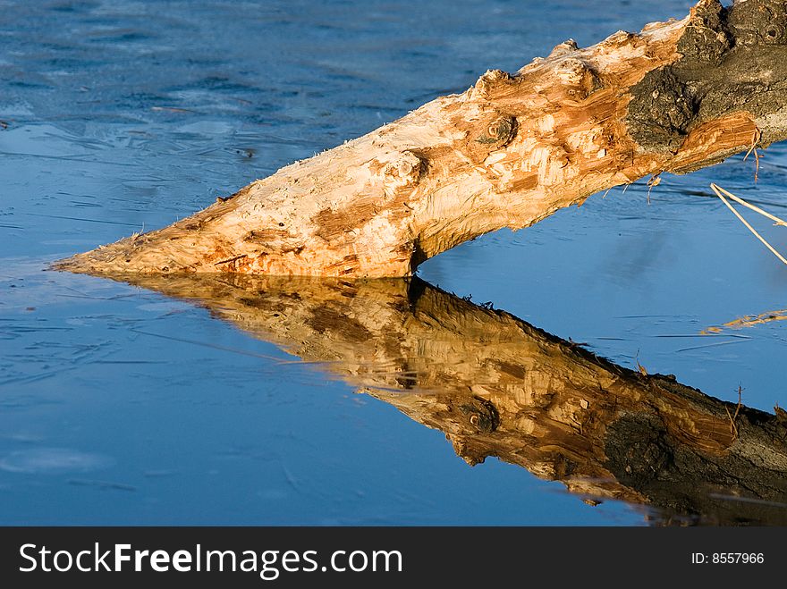 A stump in a frozen lake creating an acute triangle with its reflection lit by the wonderful light of the evening sun. A stump in a frozen lake creating an acute triangle with its reflection lit by the wonderful light of the evening sun