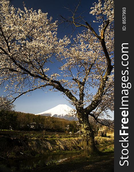 Mt.Fuji and sakura-symbol of Japan. Mt.Fuji and sakura-symbol of Japan