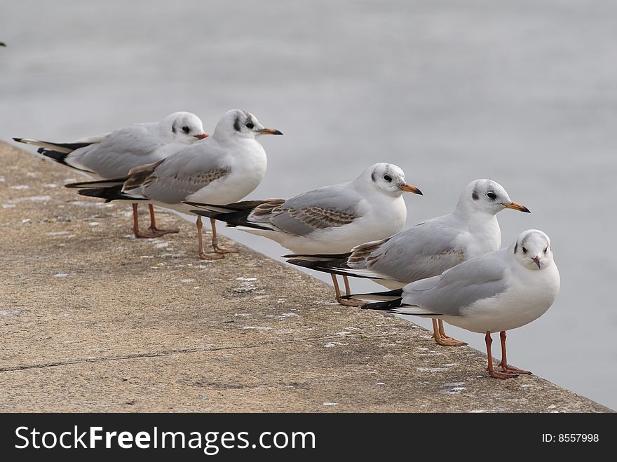 Seagulls Lined Up