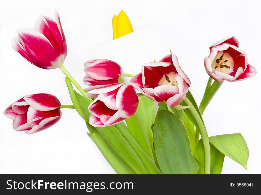 Bouquet from beautiful tulips isolated on white background