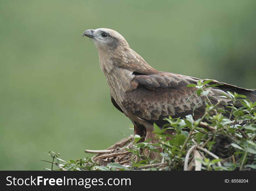 Immature brahminy kite (haliastur indus) sitting on a pile of hyacinth after a meal. Immature brahminy kite (haliastur indus) sitting on a pile of hyacinth after a meal