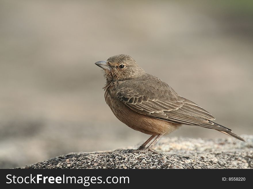 Rufous tailed lark on a rock. Approached by crawling. Rufous tailed lark on a rock. Approached by crawling.