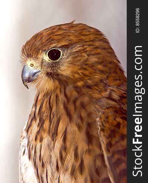 Portrait of a beautiful Kestrel