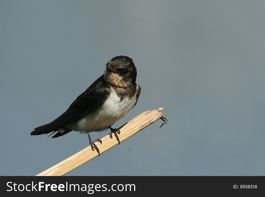 Immature swallow on a dry stalk nearby a jheel
