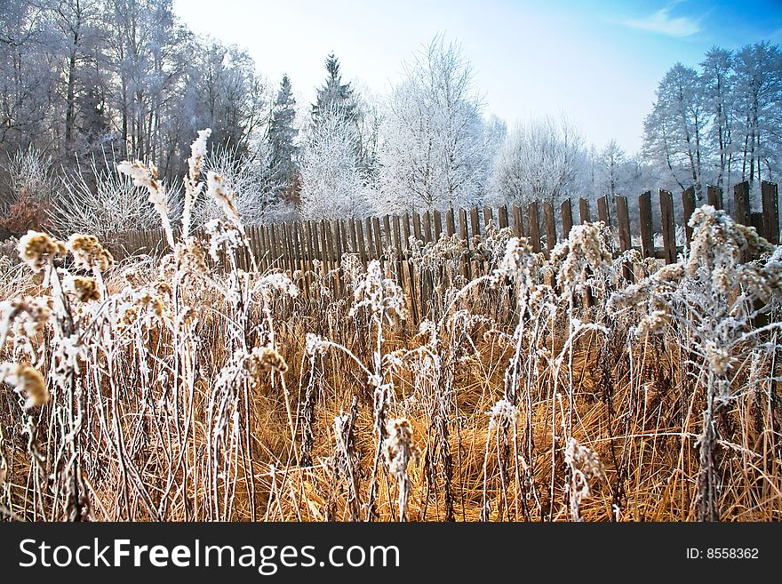 Photo of the frozen field