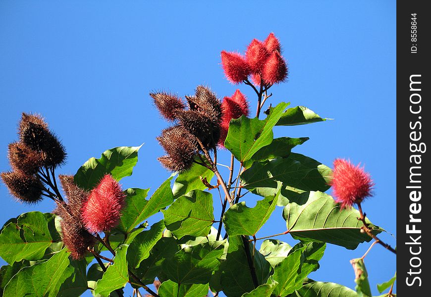 Bixa Orelana - The Urucum, America Tropical Native Plant.