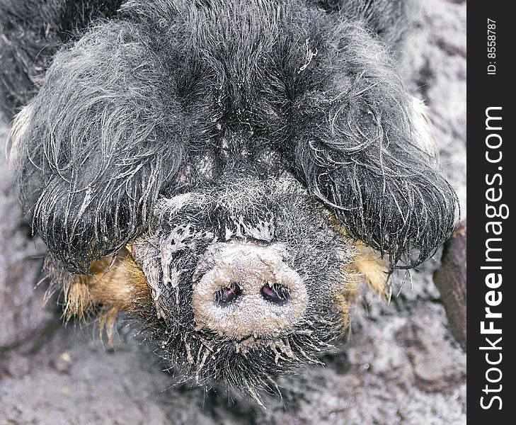 Photo of the funny Boar