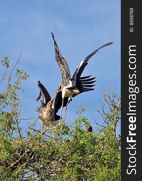 Two painted storks fighting on the top of the tree. Two painted storks fighting on the top of the tree.