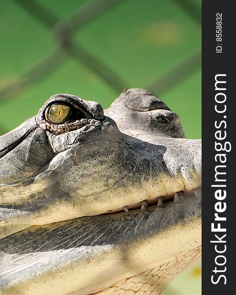 Crocodile eye closeup behind cage.