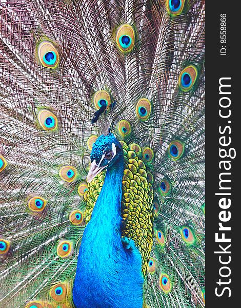 Photograph of awesome, colorful Peacock