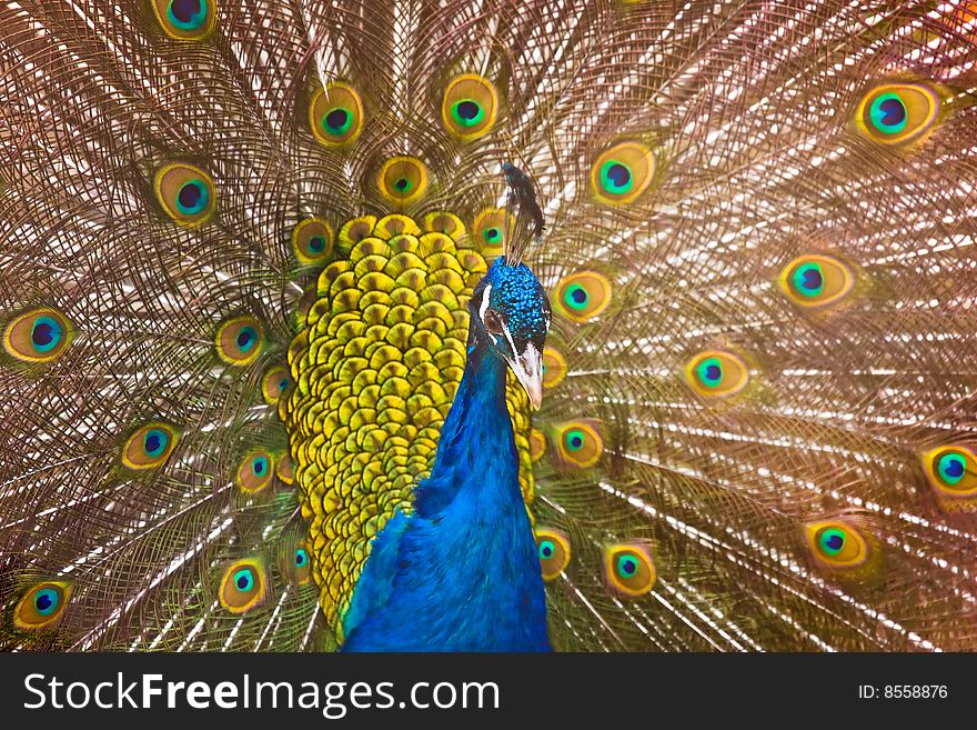 Photo of  awesome bird -peacock