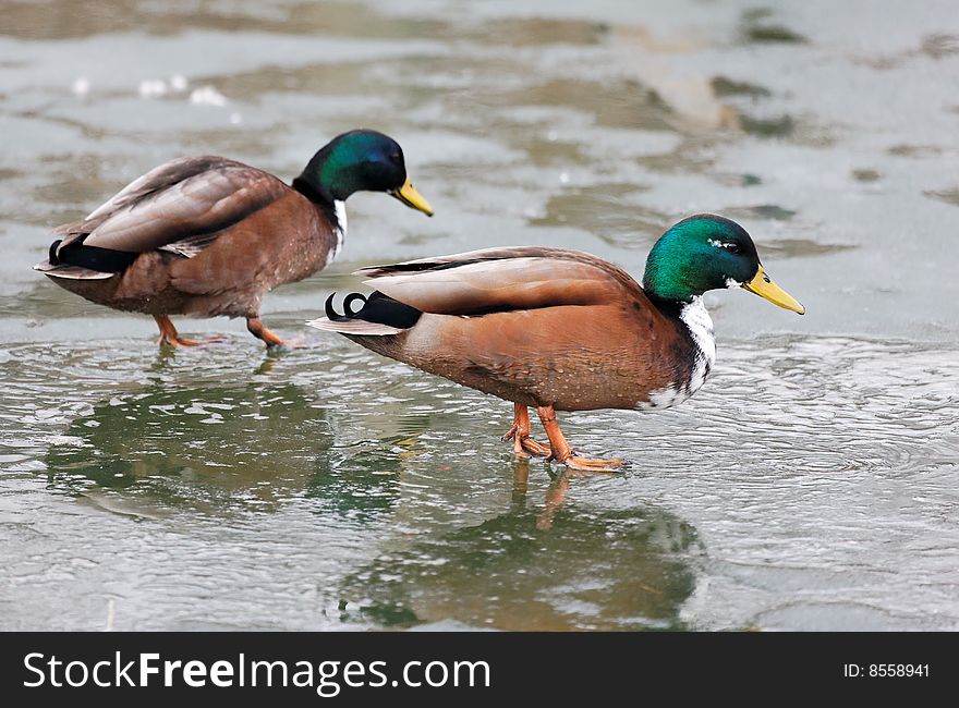 Photograph of the mallards on ice