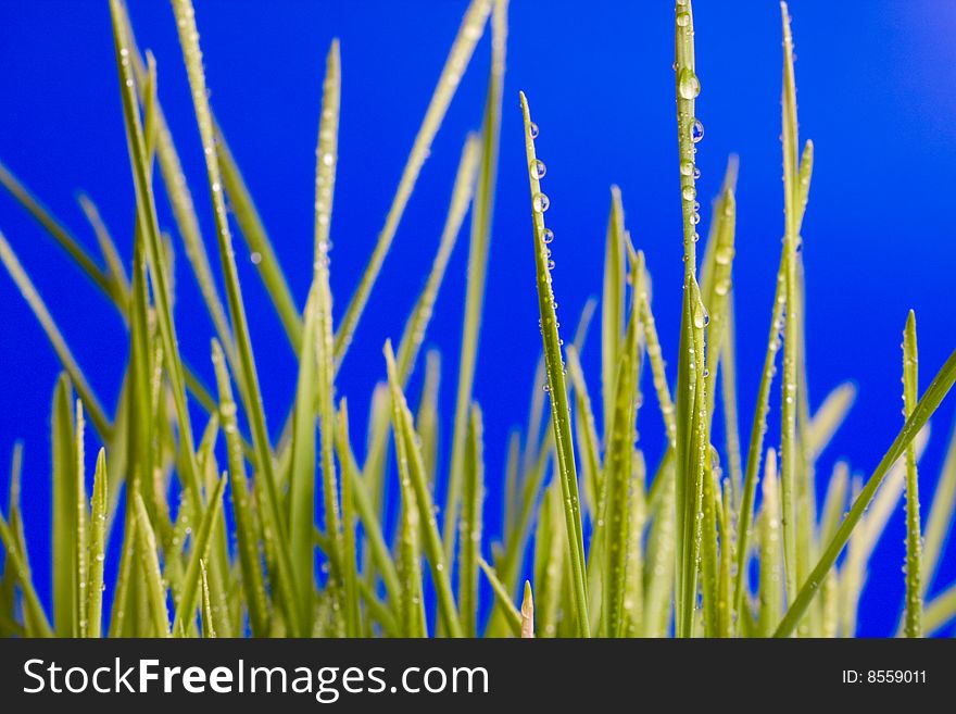 Drop on grass on a blue background