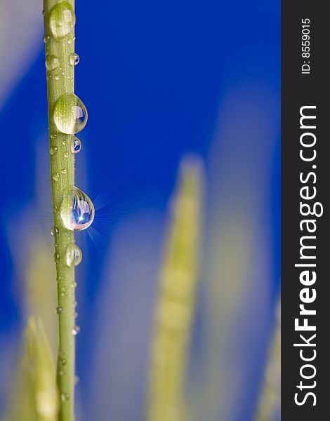 Drop on grass on a blue background