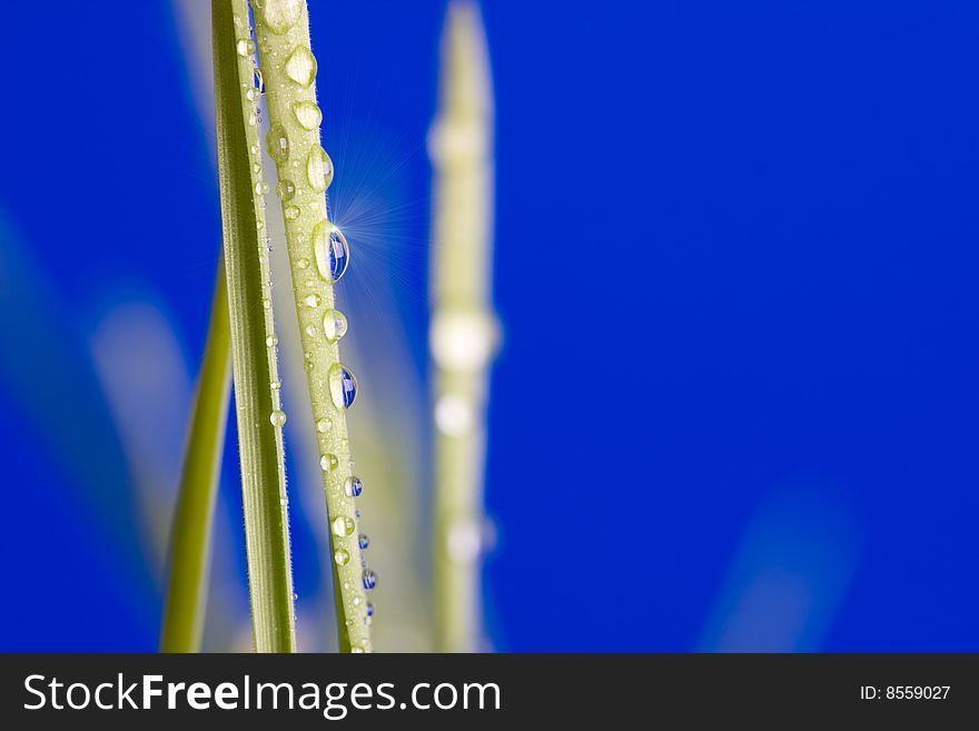 Drop on grass on a blue background