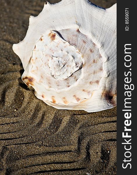 Big sea-shell lying on the sand beach. Japan